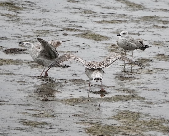 great black-backed gull